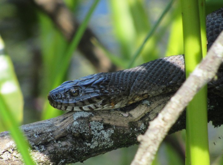 Northern Water Snake